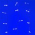 Уличная светодиодная гирлянда Ardecoled занавес 230V синий ARD-Curtain-Classic-2000X3000-Clear-760Led Blue 024861 - изображение 2 Уличная светодиодная гирлянда Ardecoled занавес 230V синий ARD-Curtain-Classic-2000X3000-Clear-760Led Blue 024861 - изображение 2
