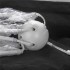 Потолочная люстра Lussole Lgo Kenner LSP-8269 - изображение 3 Потолочная люстра Lussole Lgo Kenner LSP-8269 - изображение 3