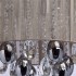 Потолочная люстра MW-Light Жаклин 465011305 - изображение 3 Потолочная люстра MW-Light Жаклин 465011305 - изображение 3
